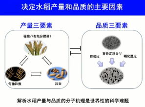 2017年度國家自然科學(xué)獎(jiǎng)一等獎(jiǎng) 水稻高產(chǎn)優(yōu)質(zhì)性狀形成的分子機(jī)理及品種設(shè)計(jì)